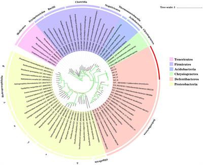 Genomic evidence for the first symbiotic Deferribacterota, a novel gut symbiont from the deep-sea hydrothermal vent shrimp Rimicaris kairei